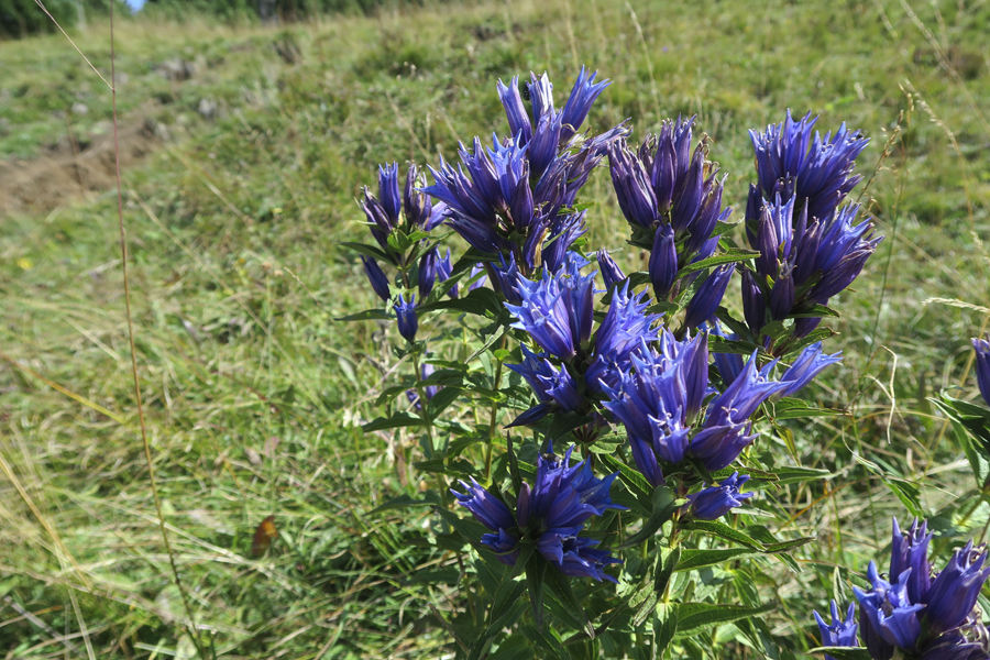 Weisshorn (BZ) (7).jpg